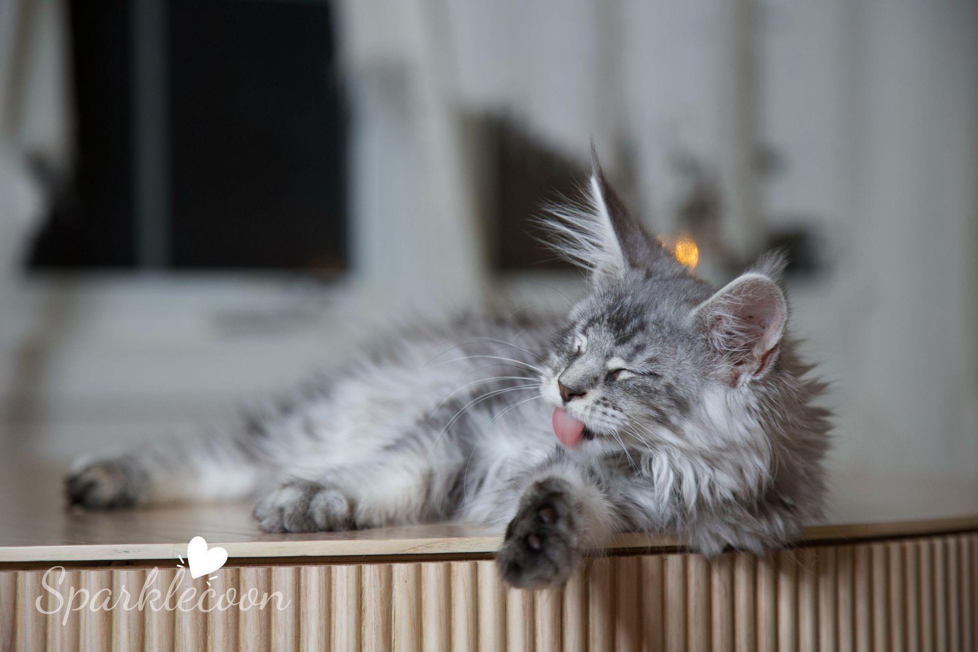 Silkie - Maine Coon Kitten