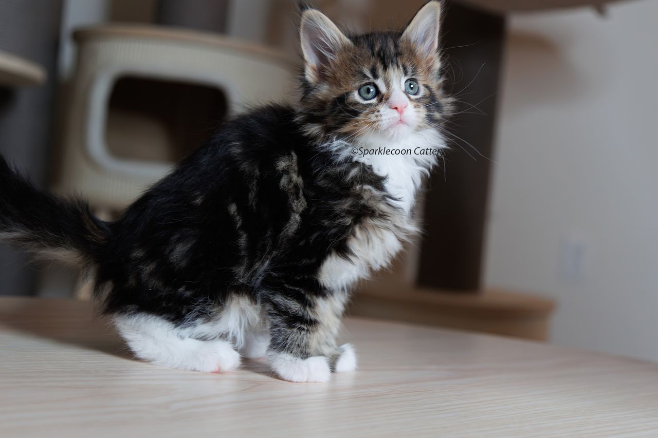 Kuku - Brown Classic Tabby with White - litter truffle 2023 10 21 fifth born 1 — Maine Coon