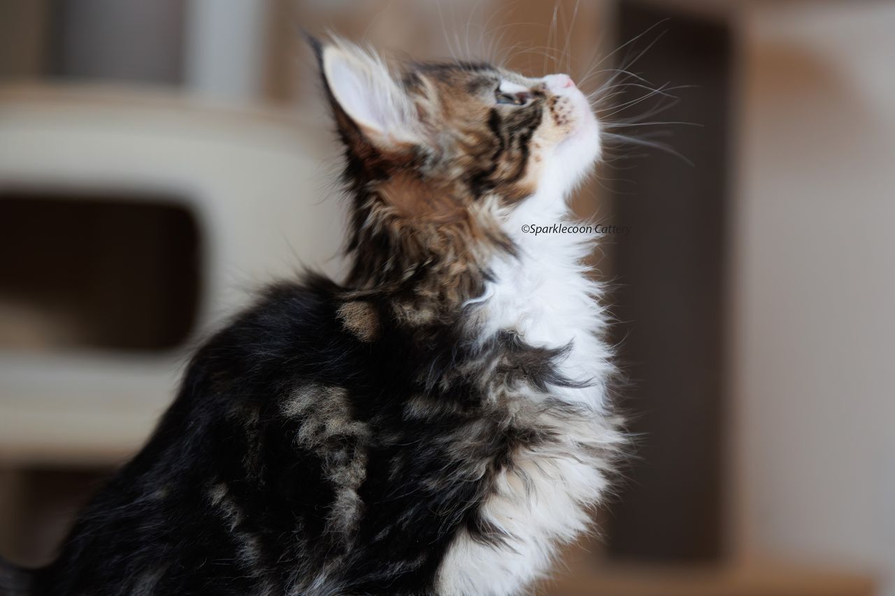 Kuku - Brown Classic Tabby with White - litter truffle 2023 10 21 fifth born 2 — Maine Coon