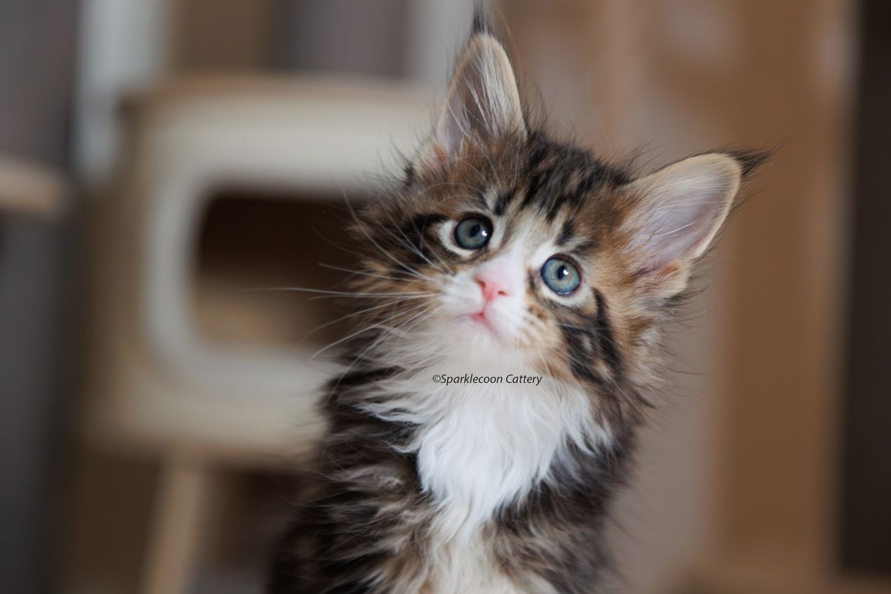 Kuku - Brown Classic Tabby with White - litter truffle 2023 10 21 fifth born 3 — Maine Coon