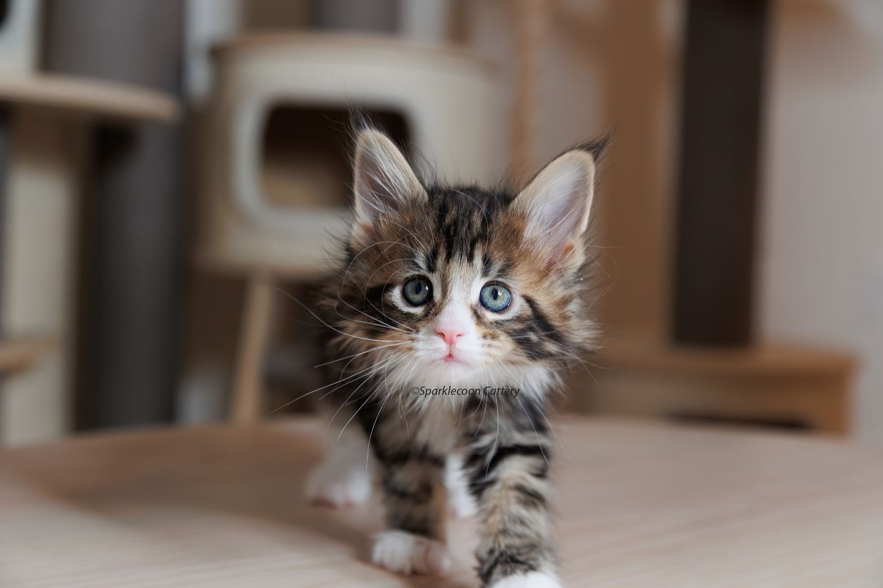 Kuku - Brown Classic Tabby with White - litter truffle 2023 10 21 fifth born 4 — Maine Coon