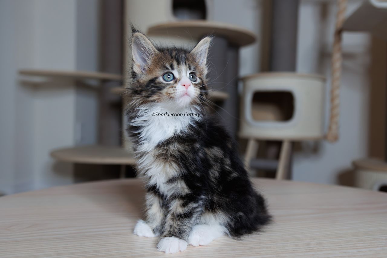 Kuku - Brown Classic Tabby with White - litter truffle 2023 10 21 fifth born 5 — Maine Coon