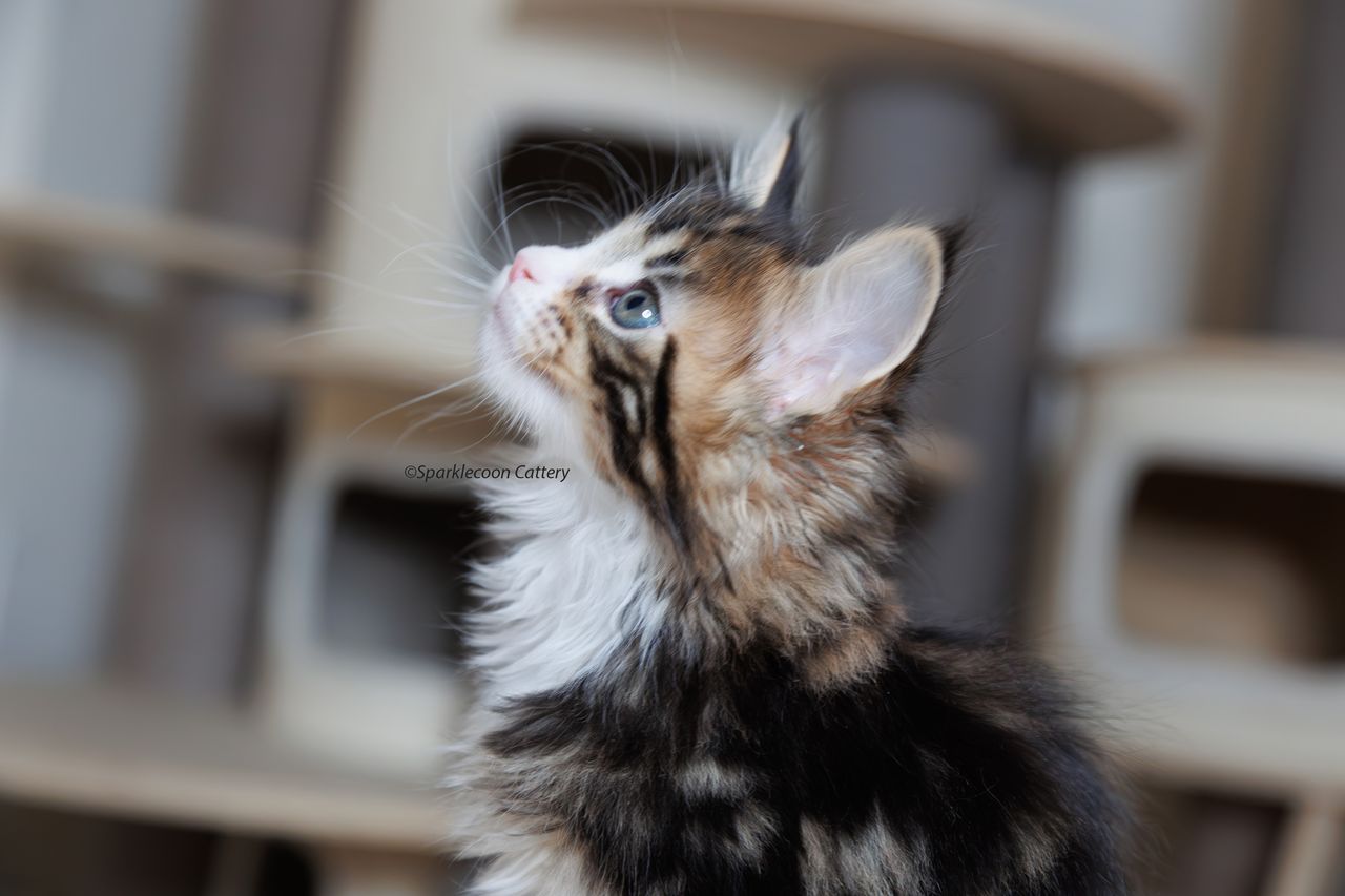 Kuku - Brown Classic Tabby with White - litter truffle 2023 10 21 fifth born 6 — Maine Coon