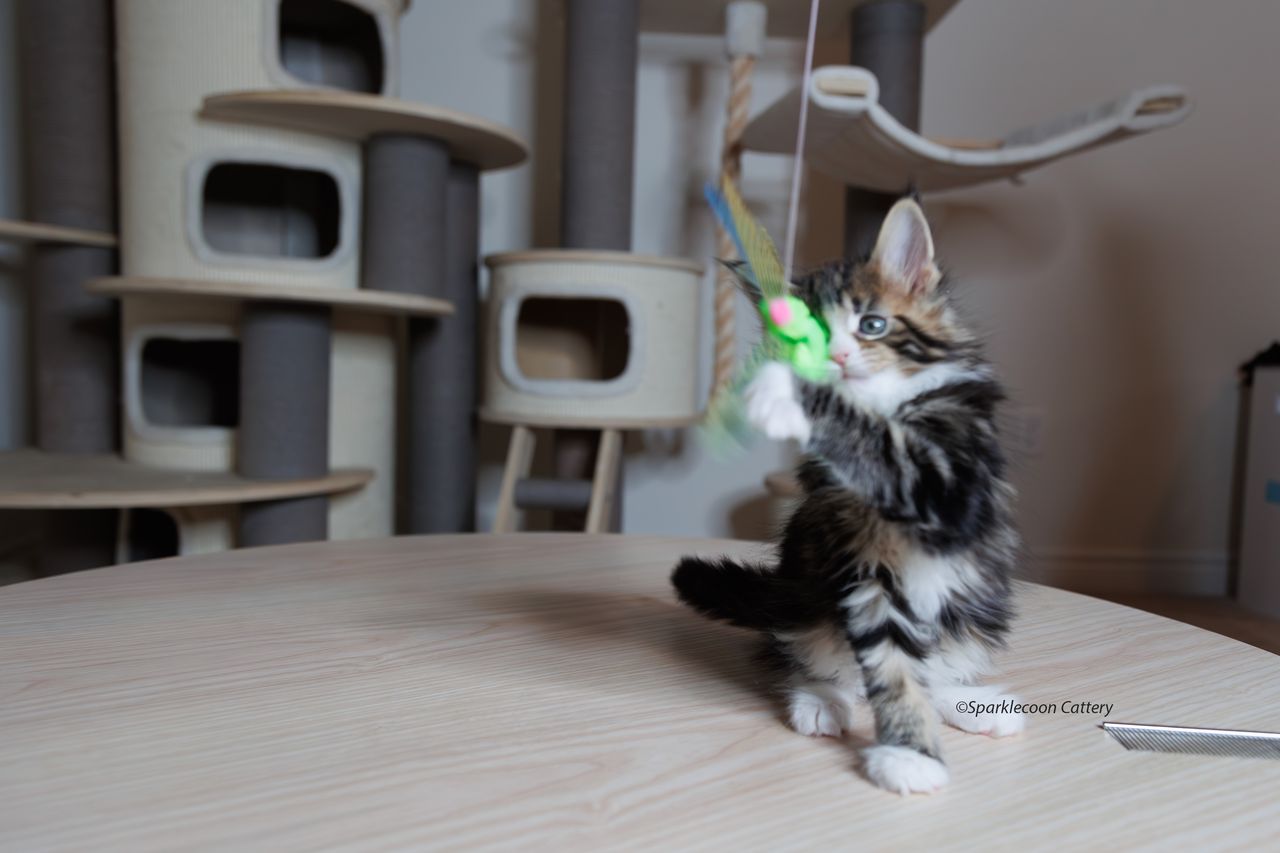 Kuku - Brown Classic Tabby with White - litter truffle 2023 10 21 fifth born 7 — Maine Coon
