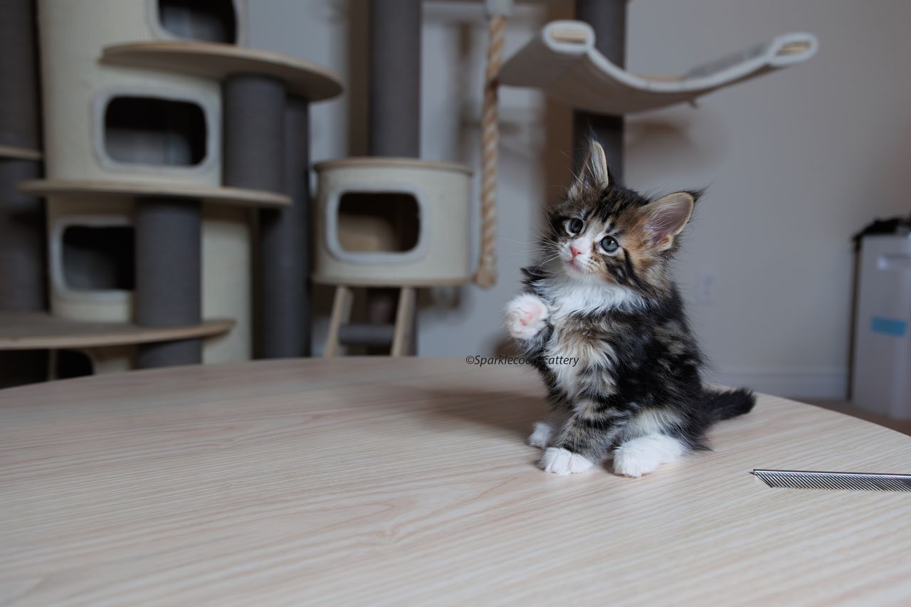Kuku - Brown Classic Tabby with White - litter truffle 2023 10 21 fifth born 8 — Maine Coon