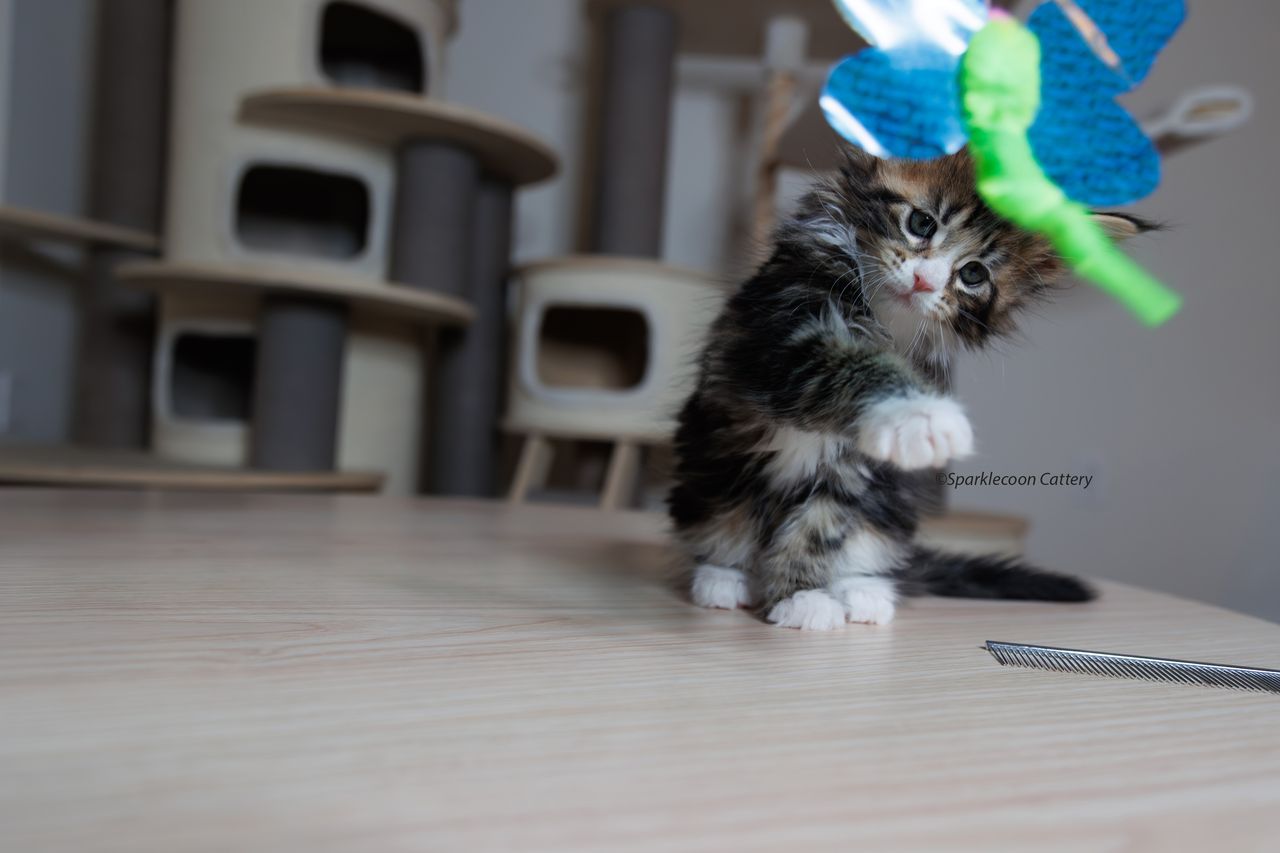 Kuku - Brown Classic Tabby with White - litter truffle 2023 10 21 fifth born 9 — Maine Coon
