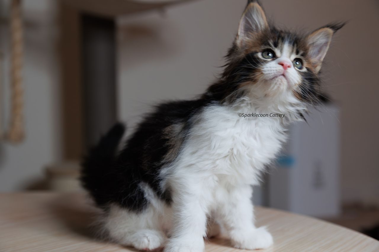 Boba - Brown Classic Tabby with White - litter truffle 2023 10 21 first born 1 — Maine Coon