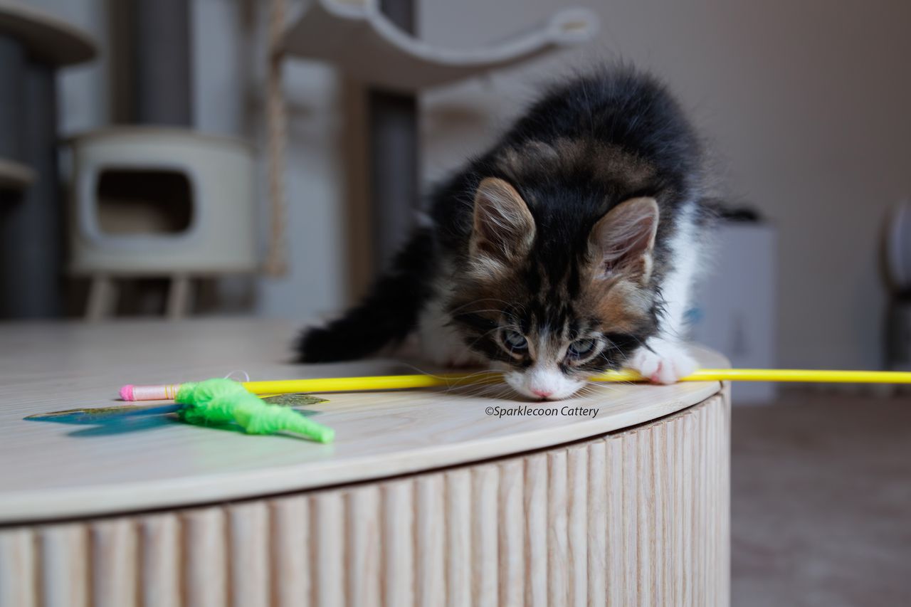 Boba - Brown Classic Tabby with White - litter truffle 2023 10 21 first born 10 — Maine Coon
