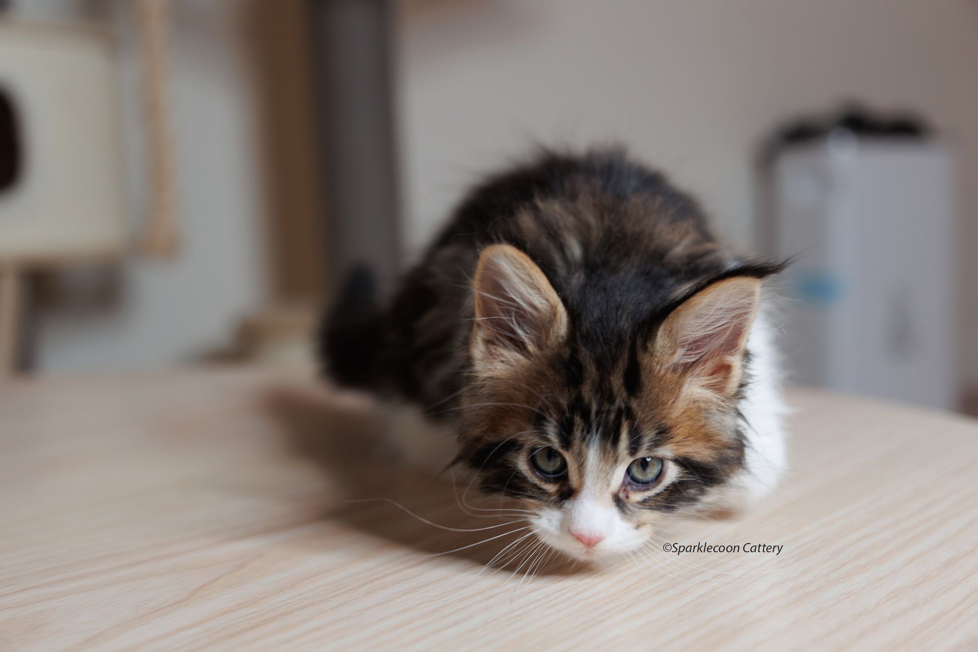 Boba - Maine Coon Kitten
