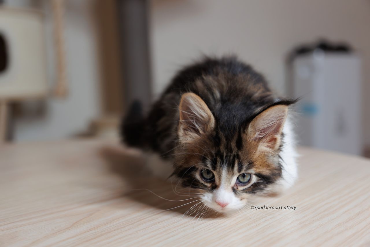 Boba - Brown Classic Tabby with White - litter truffle 2023 10 21 first born 2 — Maine Coon