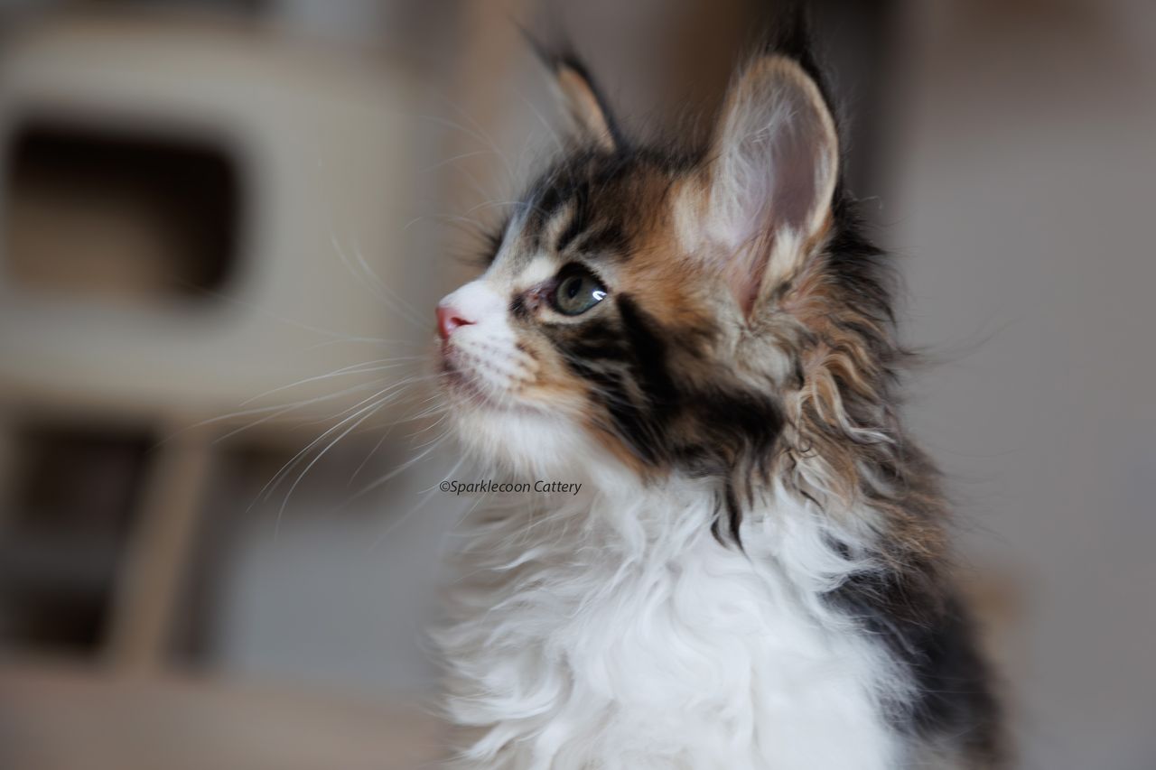 Boba - Brown Classic Tabby with White - litter truffle 2023 10 21 first born 3 — Maine Coon