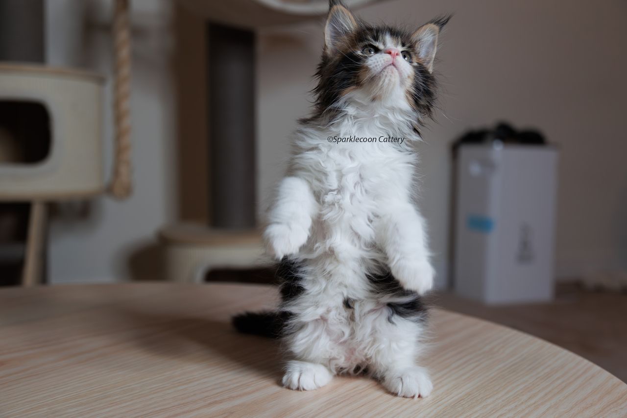 Boba - Brown Classic Tabby with White - litter truffle 2023 10 21 first born 4 — Maine Coon