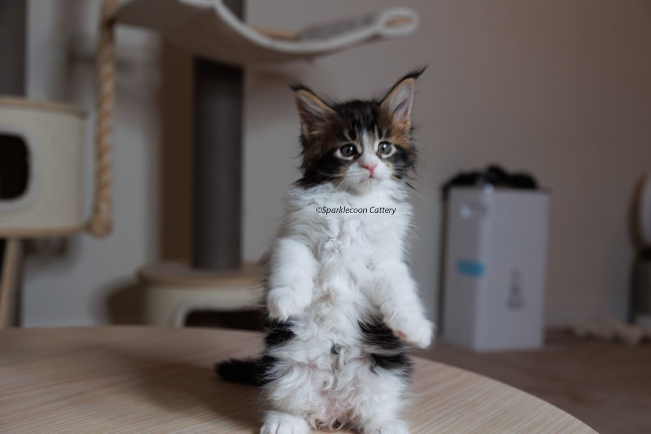 Boba - Brown Classic Tabby with White - litter truffle 2023 10 21 first born 5 — Maine Coon