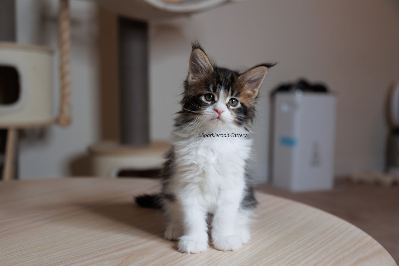 Boba - Brown Classic Tabby with White - litter truffle 2023 10 21 first born 6 — Maine Coon