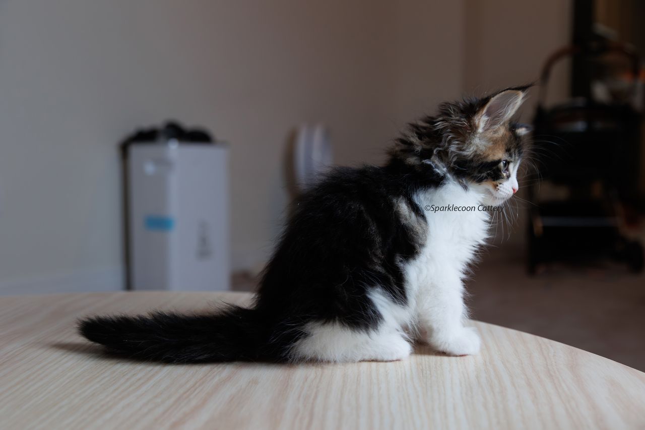 Boba - Brown Classic Tabby with White - litter truffle 2023 10 21 first born 7 — Maine Coon