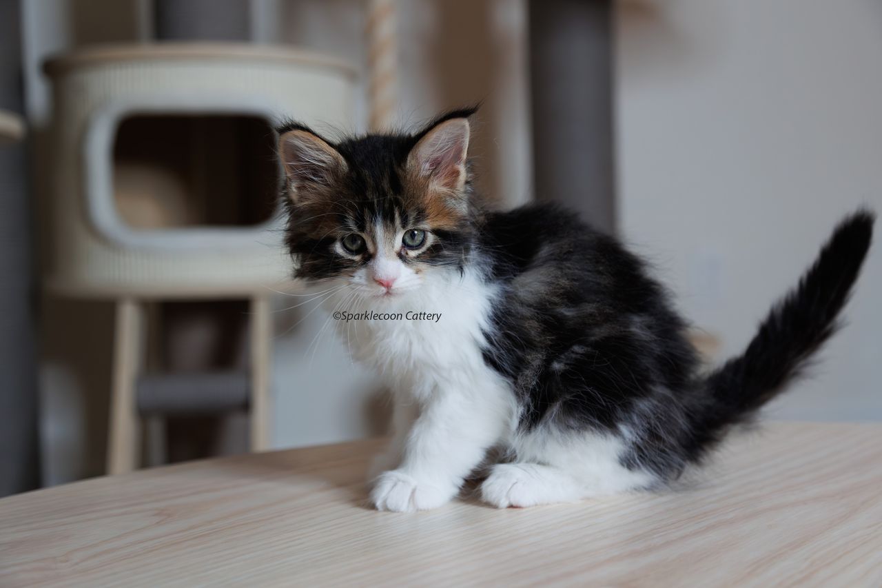 Boba - Brown Classic Tabby with White - litter truffle 2023 10 21 first born 8 — Maine Coon