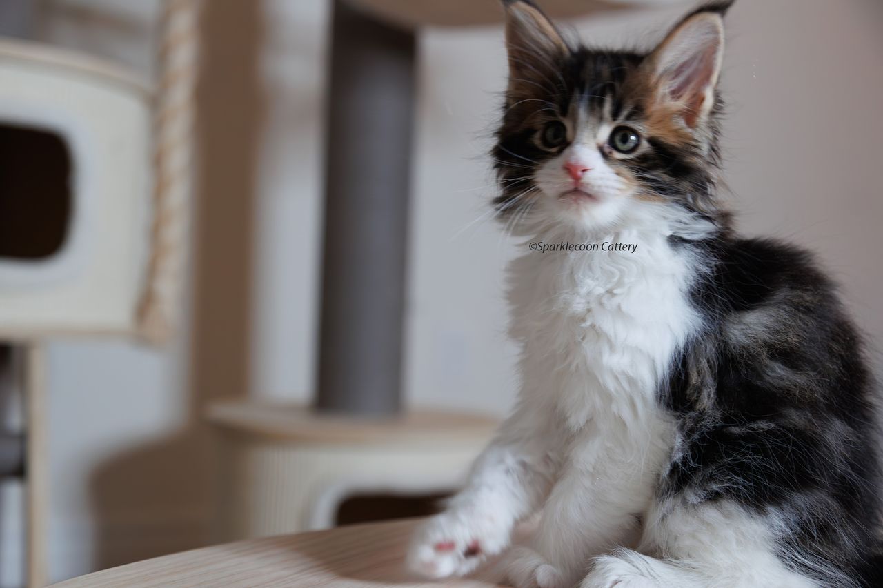 Boba - Brown Classic Tabby with White - litter truffle 2023 10 21 first born 9 — Maine Coon