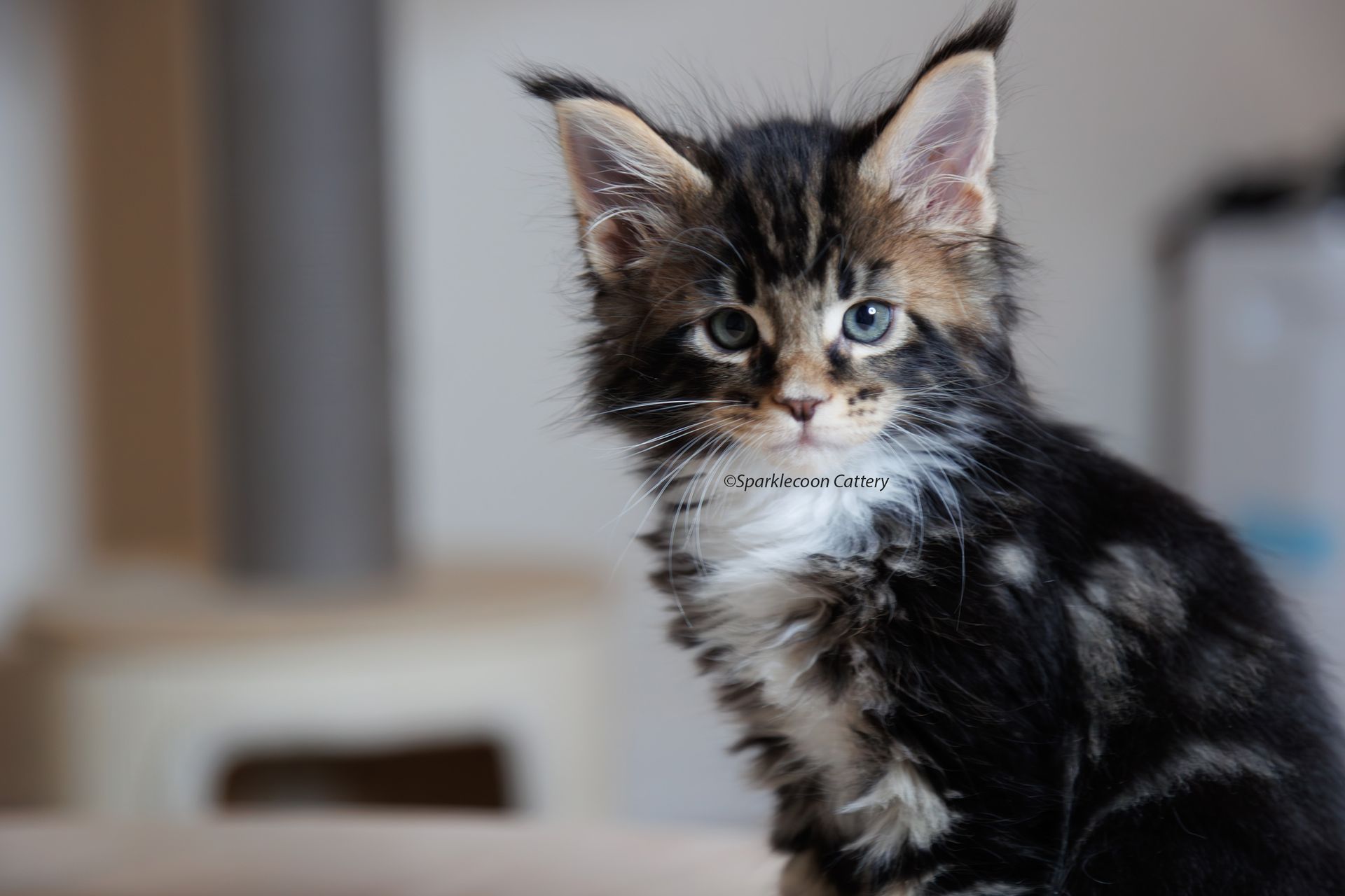 Loki - Maine Coon Kitten