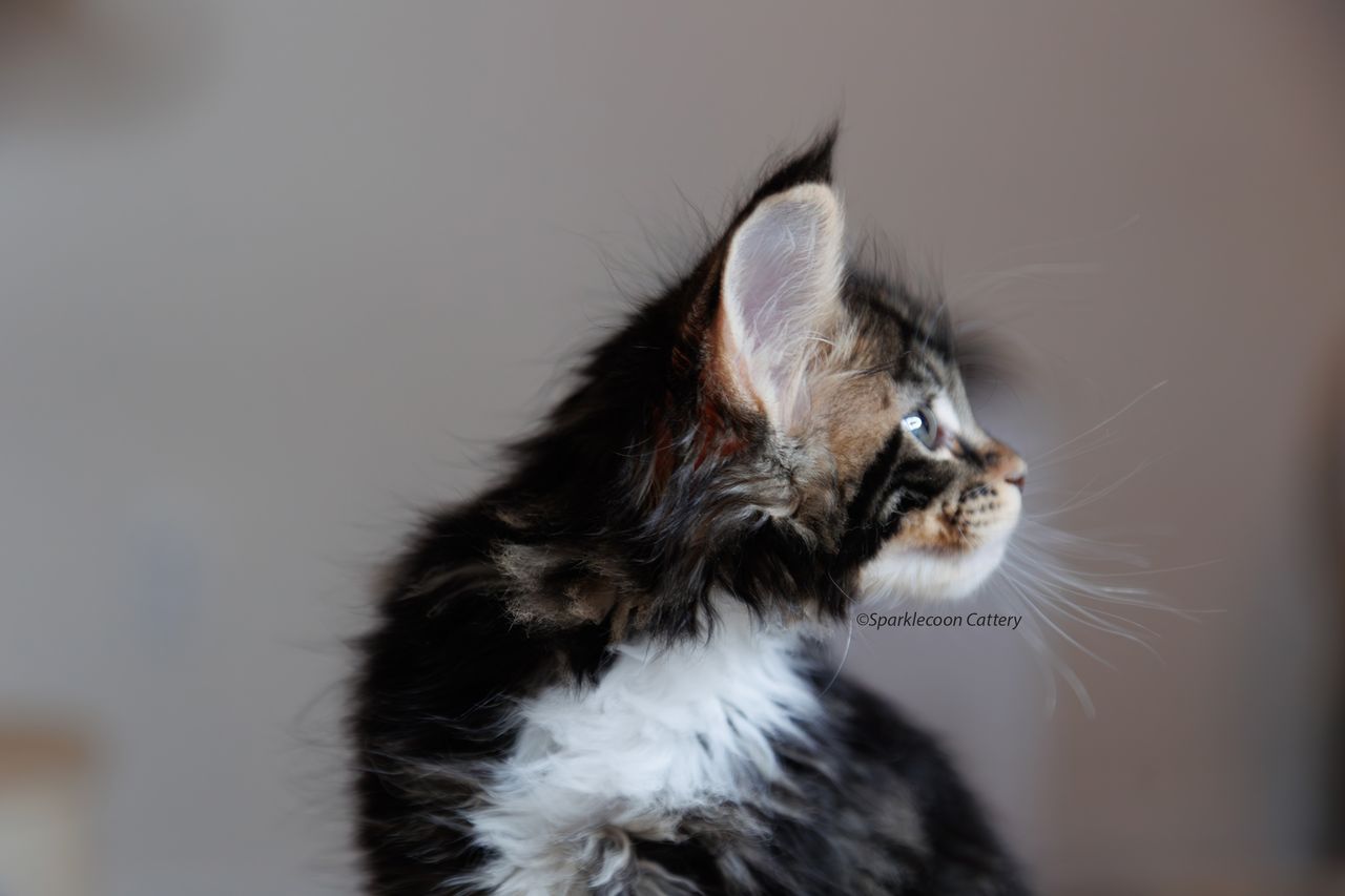 Loki - Brown Classic Tabby with White - litter truffle 2023 10 21 fourth born 2 — Maine Coon