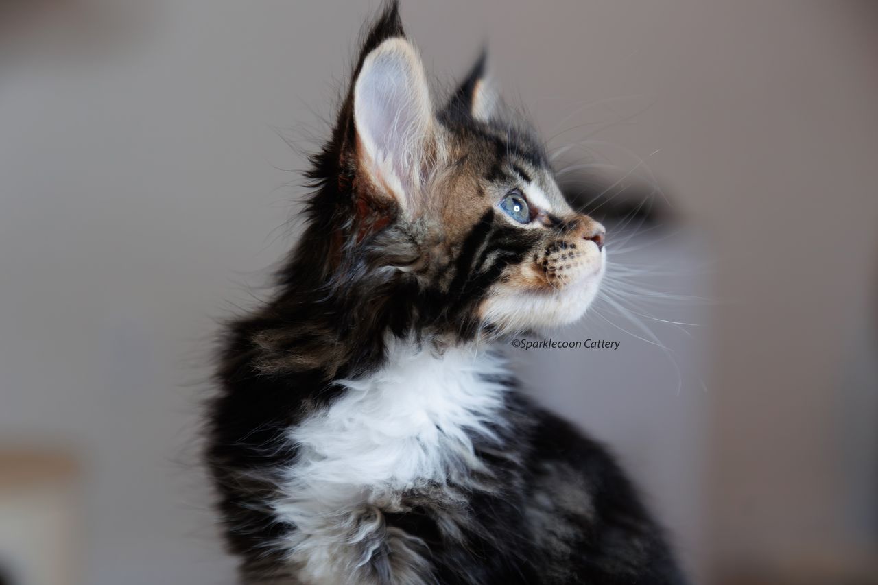 Loki - Brown Classic Tabby with White - litter truffle 2023 10 21 fourth born 3 — Maine Coon