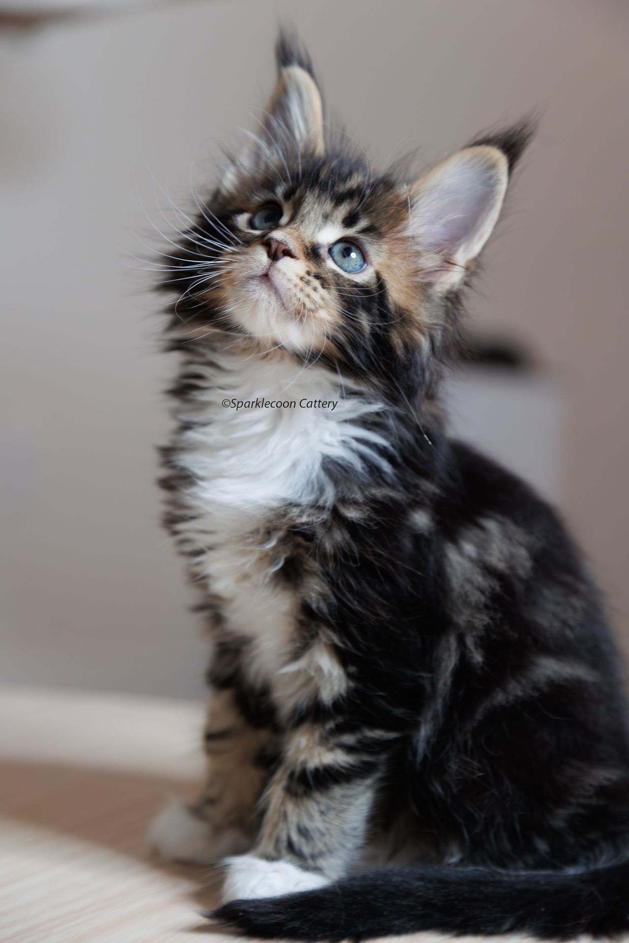 Loki - Brown Classic Tabby with White - litter truffle 2023 10 21 fourth born 4 — Maine Coon