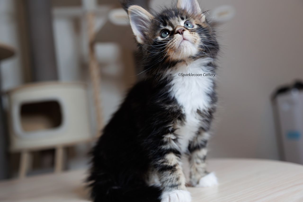Loki - Brown Classic Tabby with White - litter truffle 2023 10 21 fourth born 5 — Maine Coon