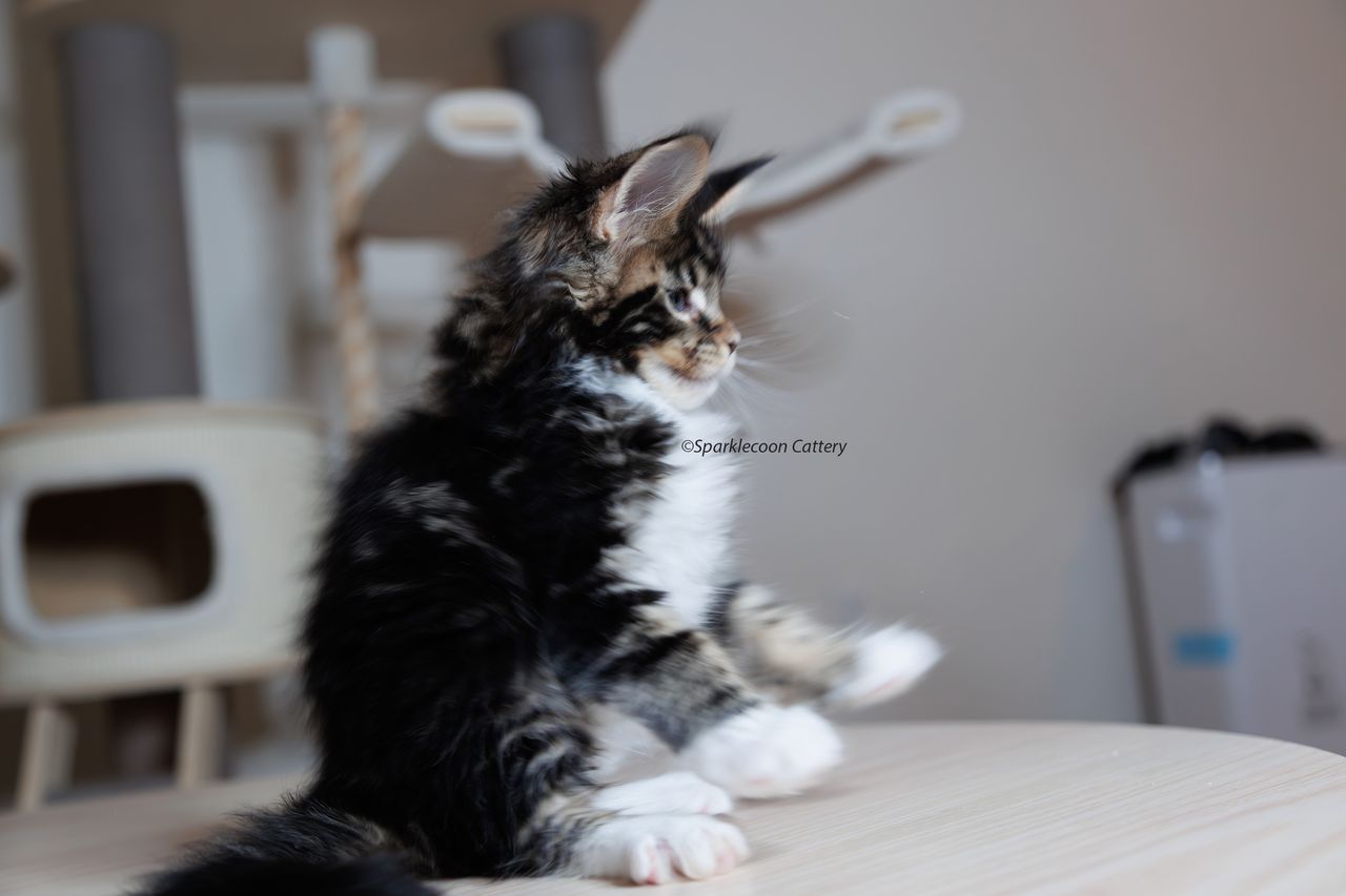 Loki - Brown Classic Tabby with White - litter truffle 2023 10 21 fourth born 6 — Maine Coon