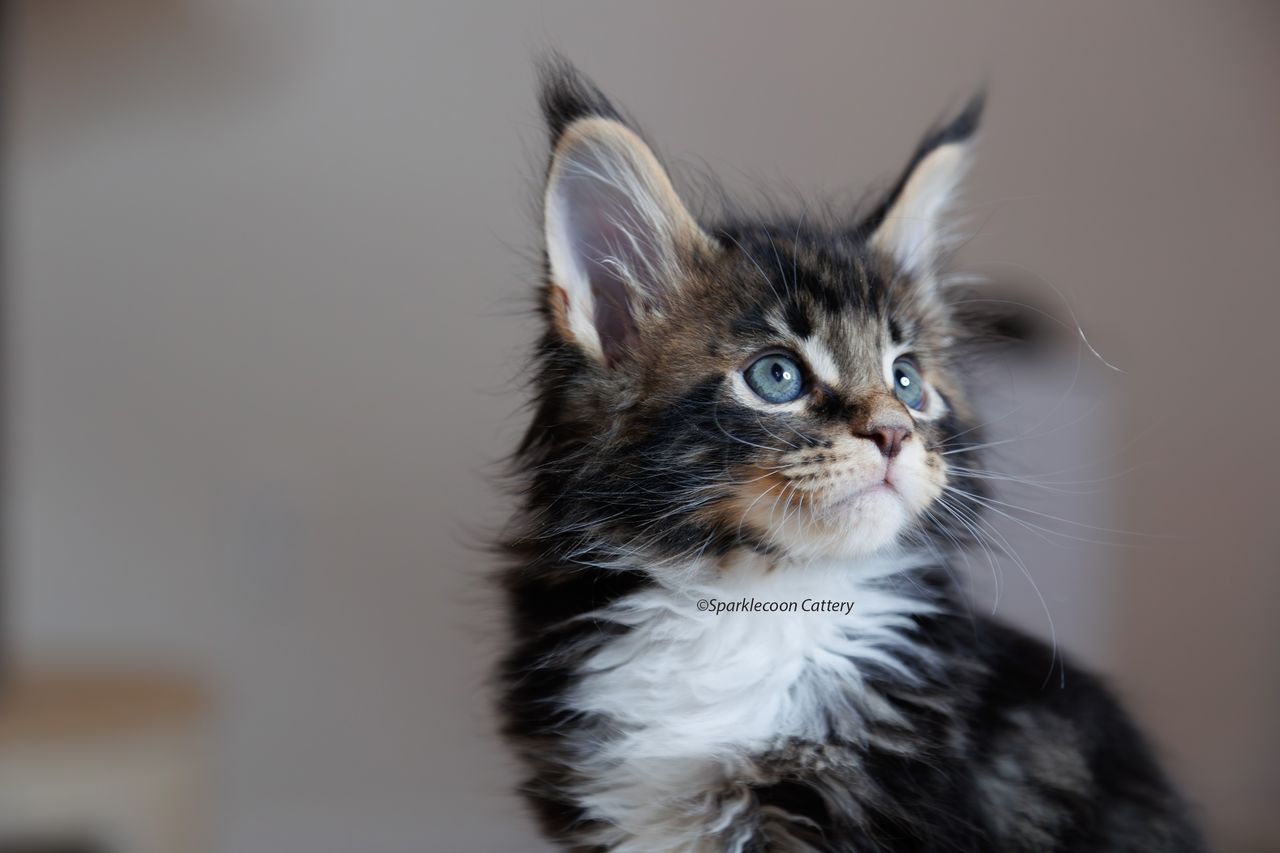 Loki - Brown Classic Tabby with White - litter truffle 2023 10 21 fourth born 7 — Maine Coon