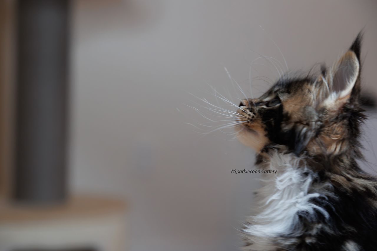 Loki - Brown Classic Tabby with White - litter truffle 2023 10 21 fourth born 8 — Maine Coon