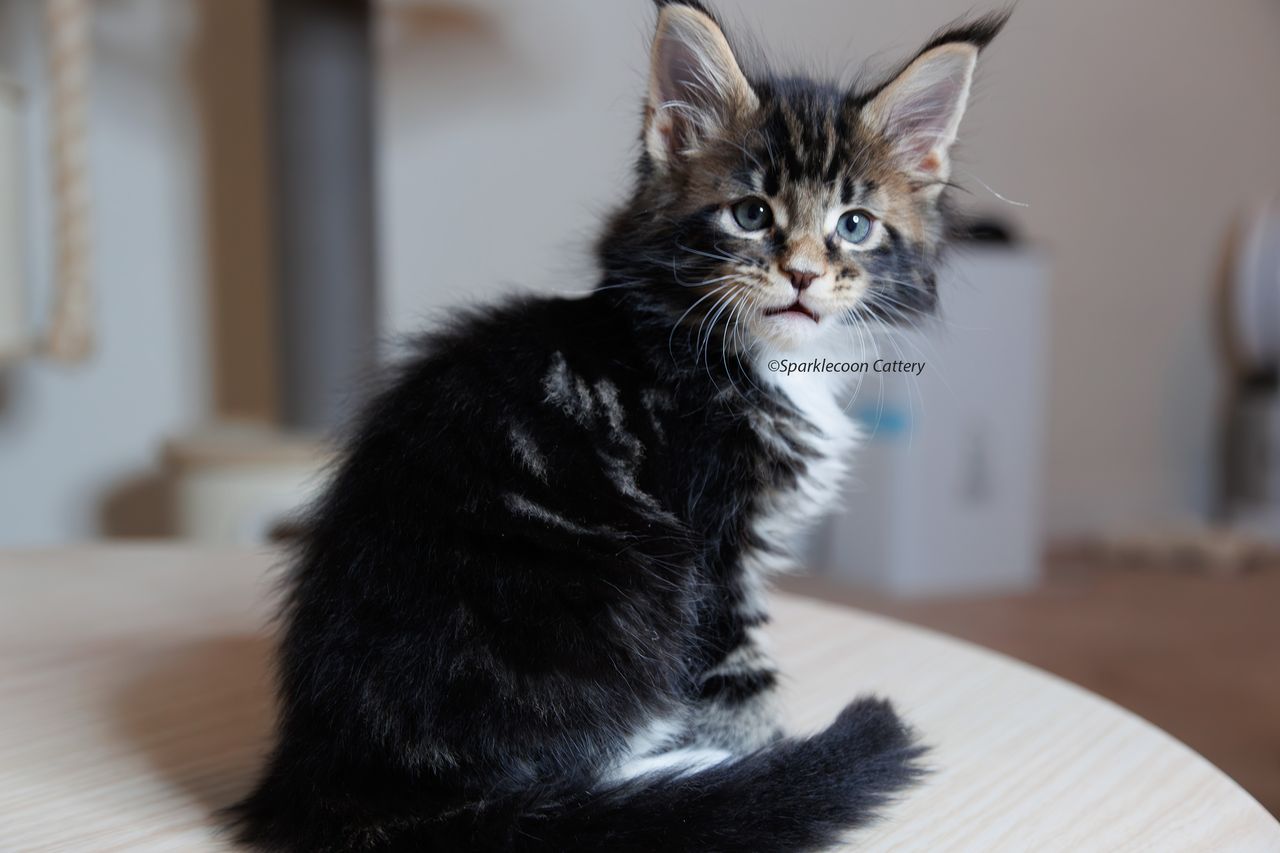 Loki - Brown Classic Tabby with White - litter truffle 2023 10 21 fourth born 9 — Maine Coon