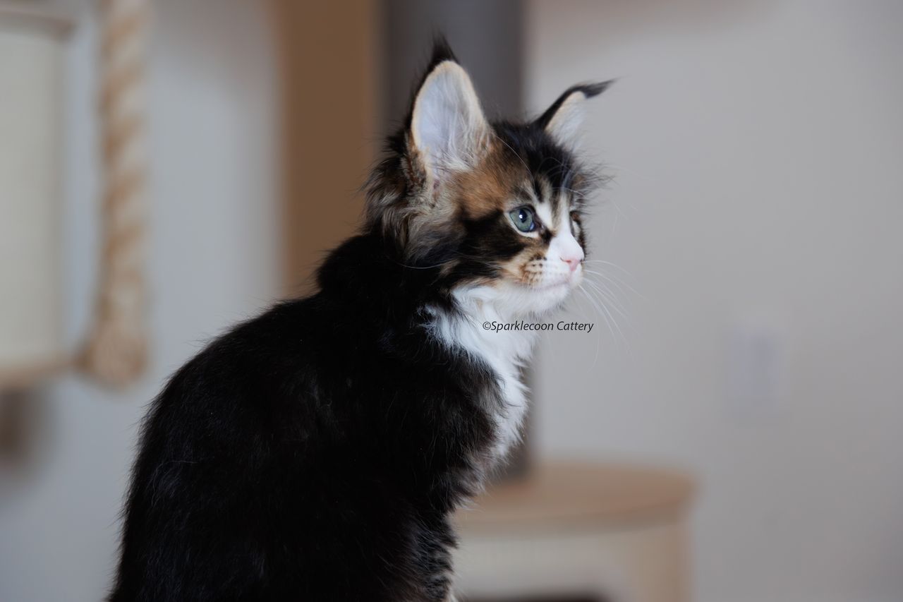 Whiskey - Brown Ticked Tabby with White - litter truffle 2023 10 21 second born 1 — Maine Coon