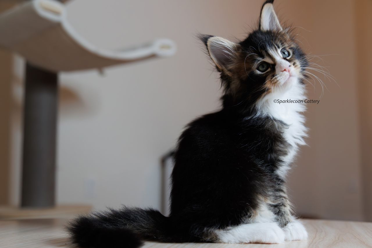 Whiskey - Brown Ticked Tabby with White - litter truffle 2023 10 21 second born 10 — Maine Coon