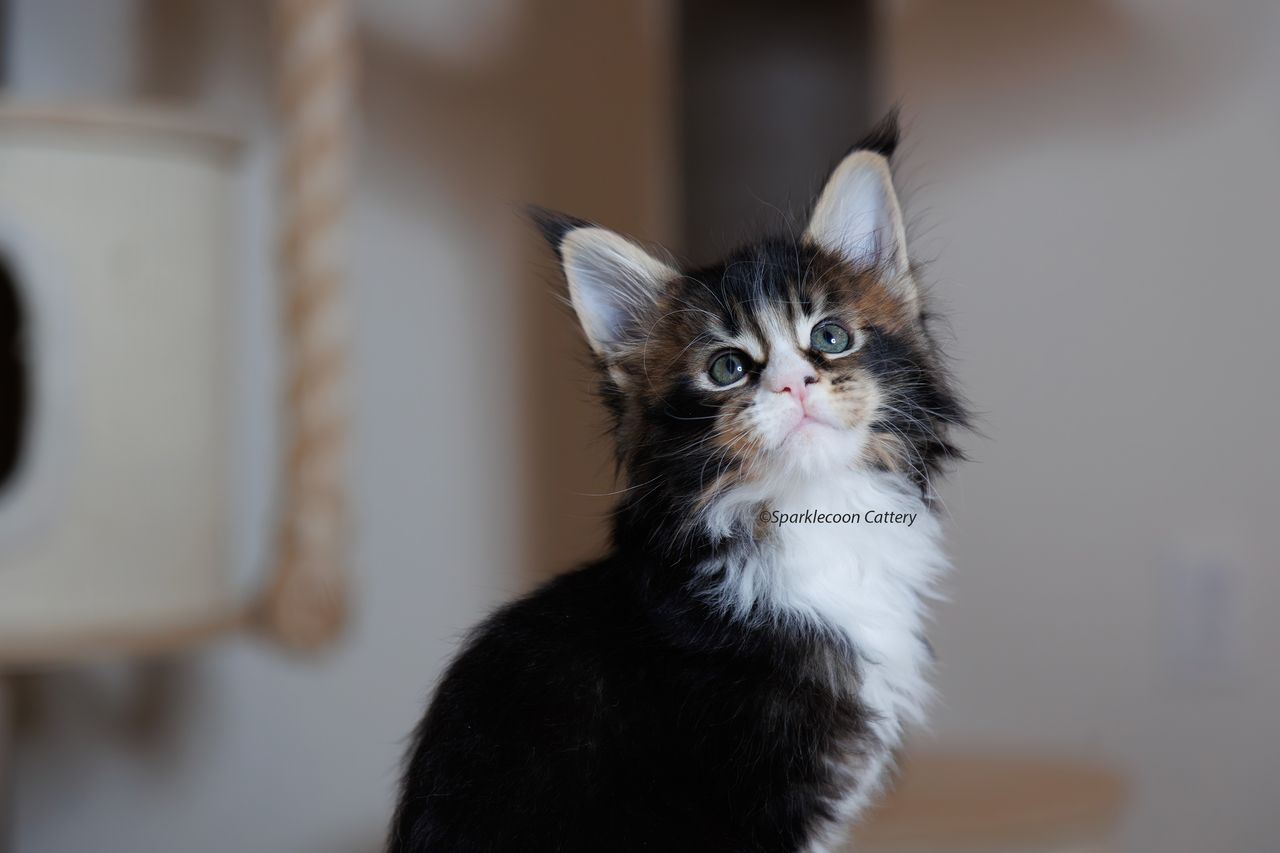 Whiskey - Brown Ticked Tabby with White - litter truffle 2023 10 21 second born 2 — Maine Coon