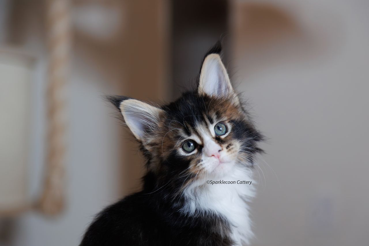 Whiskey - Brown Ticked Tabby with White - litter truffle 2023 10 21 second born 3 — Maine Coon
