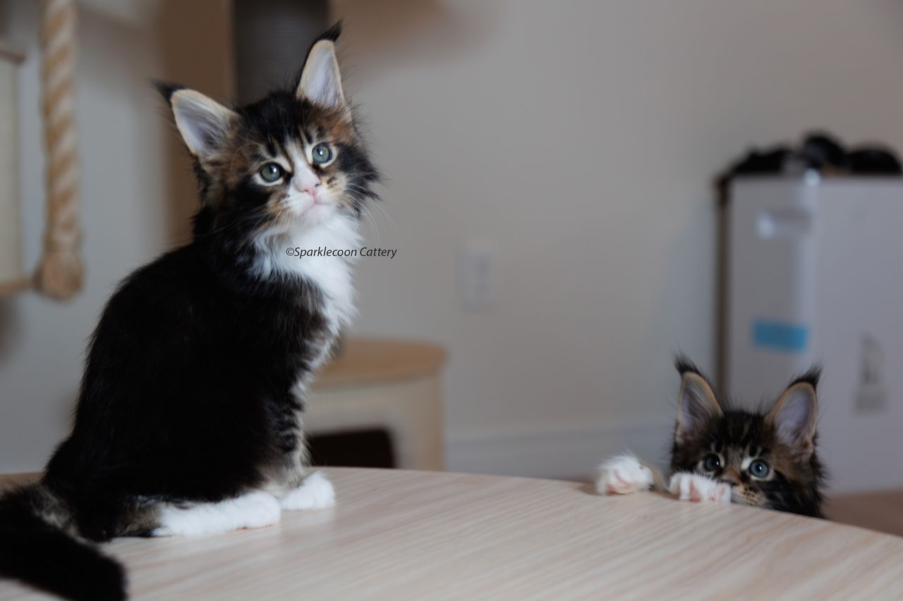 Whiskey - Brown Ticked Tabby with White - litter truffle 2023 10 21 second born 4 — Maine Coon