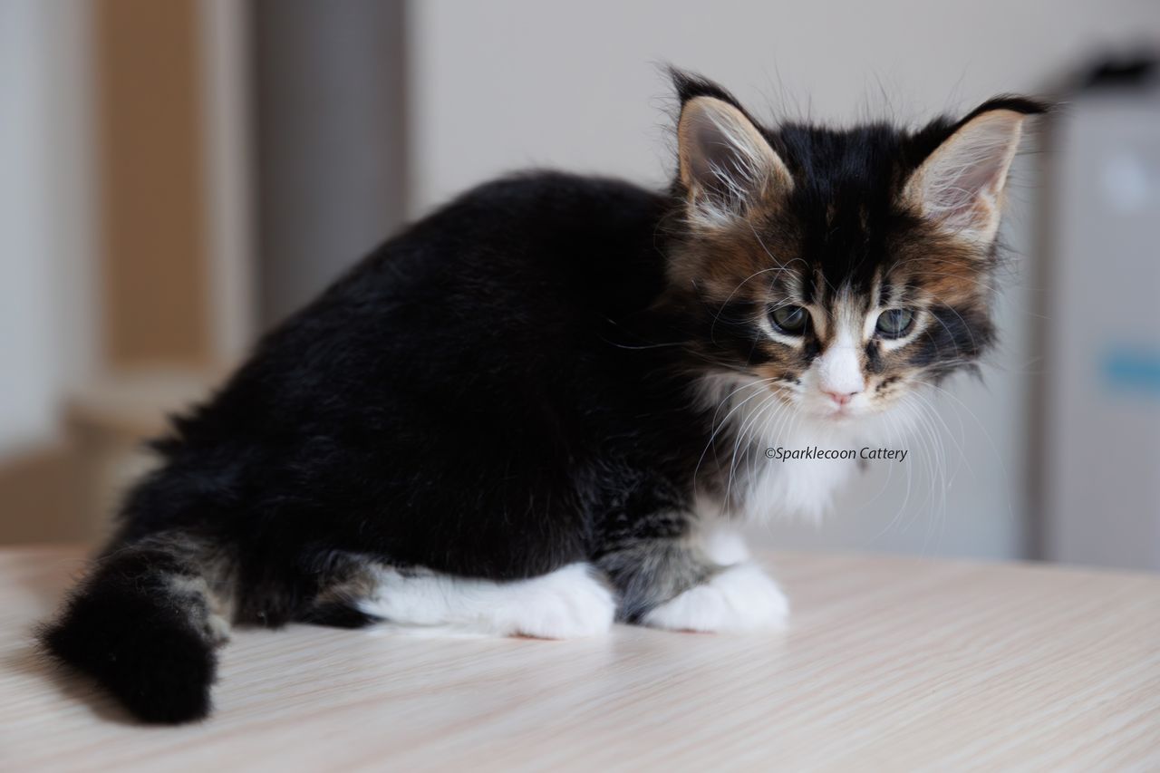 Whiskey - Brown Ticked Tabby with White - litter truffle 2023 10 21 second born 5 — Maine Coon