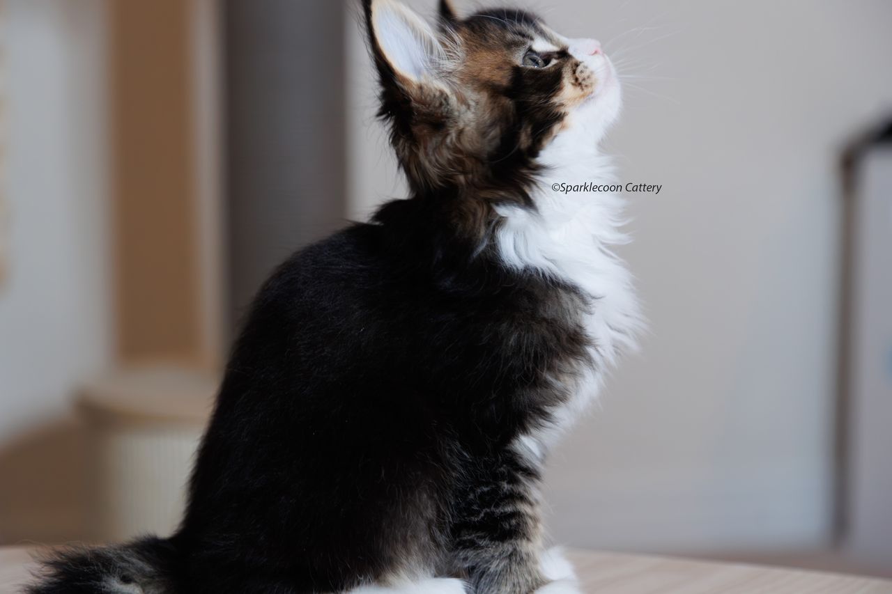 Whiskey - Brown Ticked Tabby with White - litter truffle 2023 10 21 second born 6 — Maine Coon