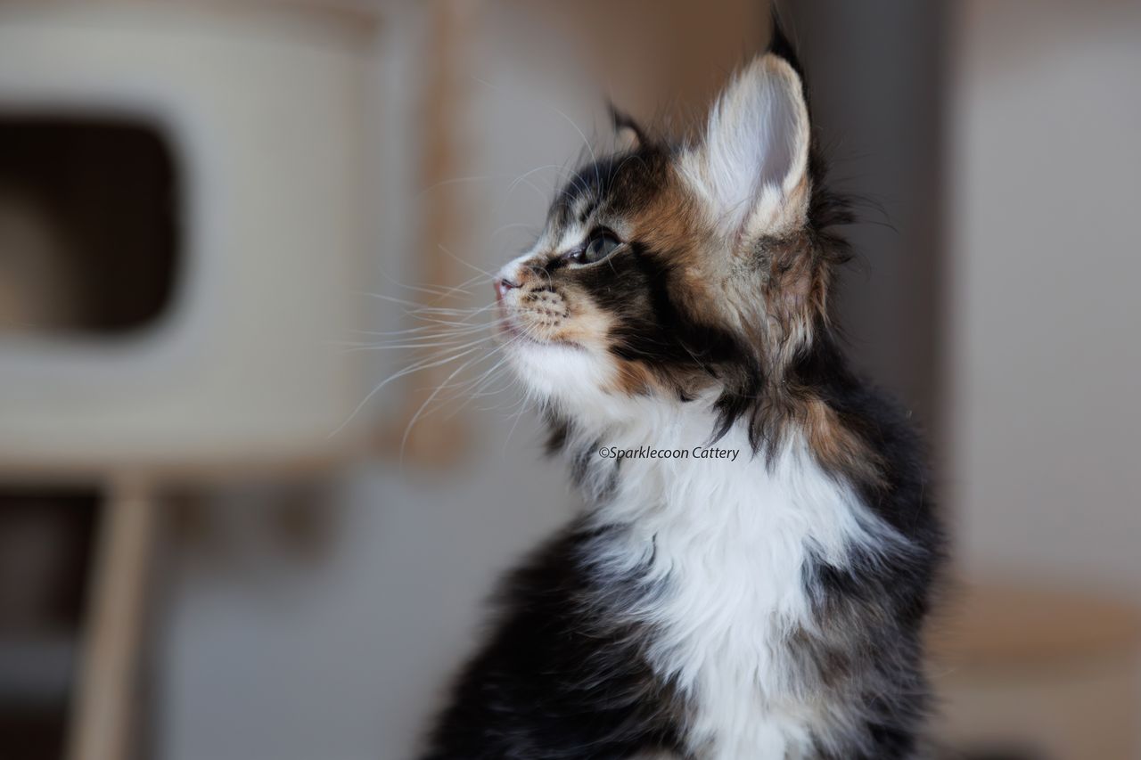Whiskey - Brown Ticked Tabby with White - litter truffle 2023 10 21 second born 7 — Maine Coon