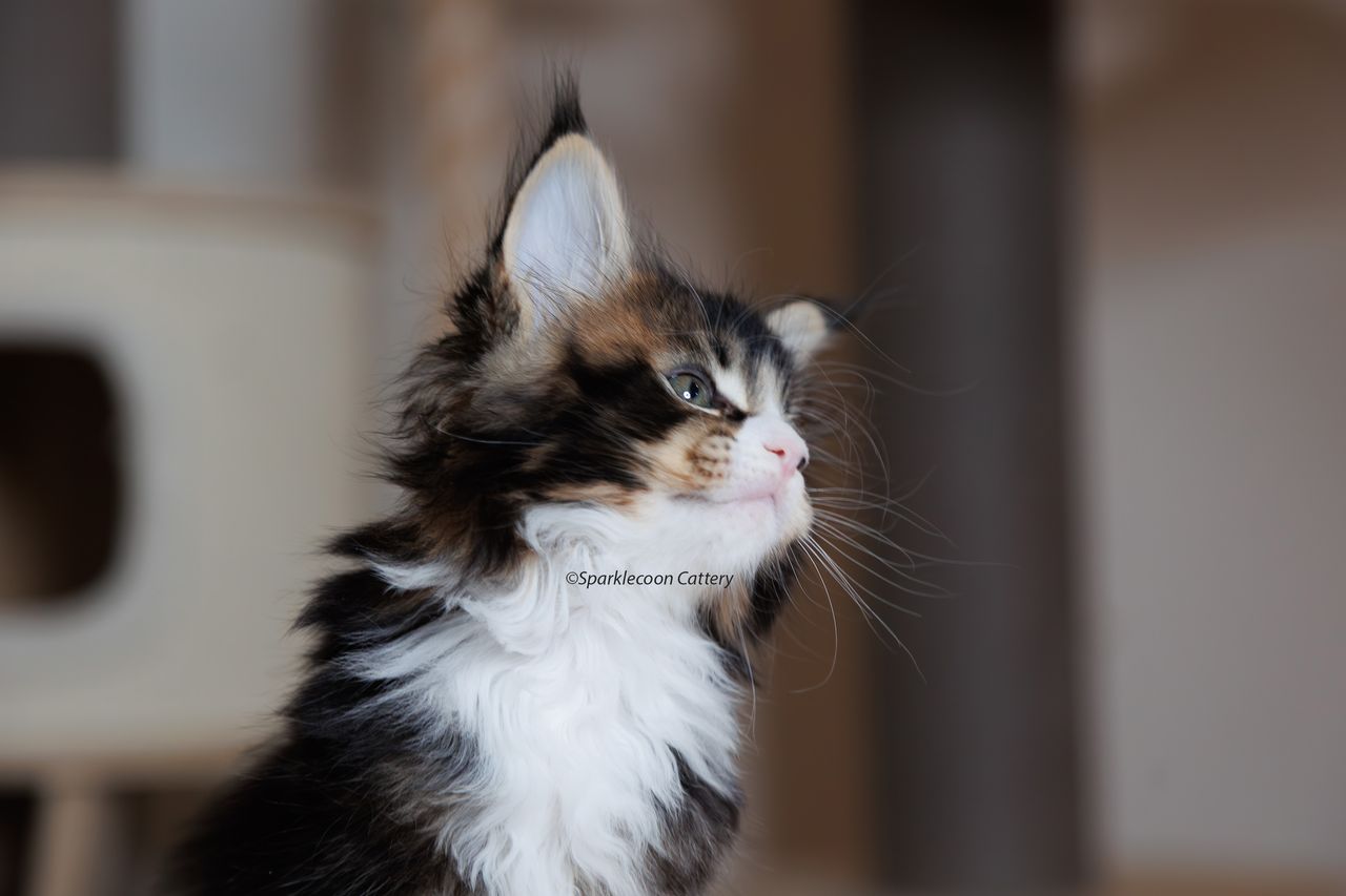 Whiskey - Brown Ticked Tabby with White - litter truffle 2023 10 21 second born 8 — Maine Coon