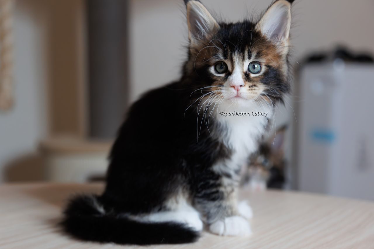 Whiskey - Brown Ticked Tabby with White - litter truffle 2023 10 21 second born 9 — Maine Coon