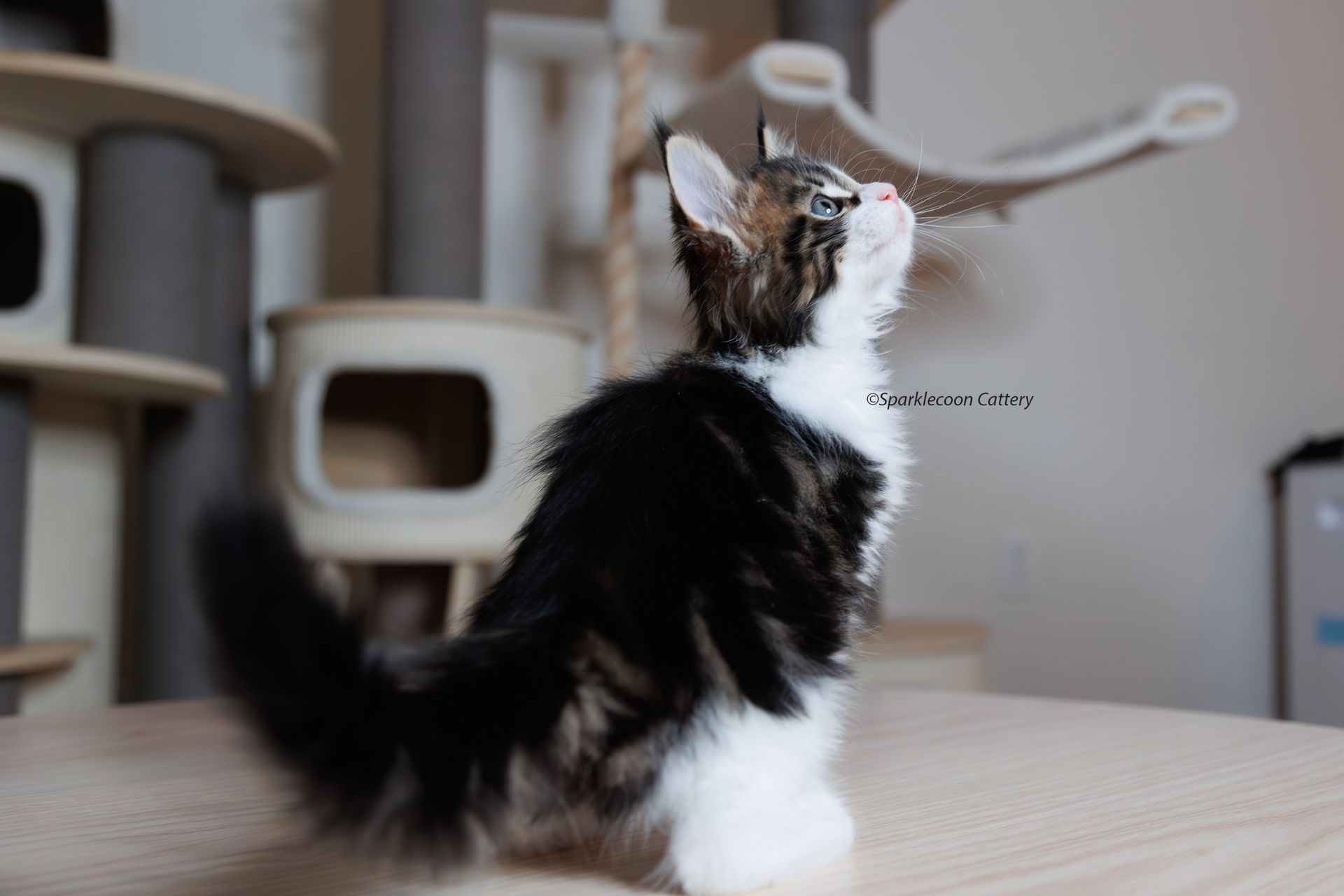Sesame - Maine Coon Kitten