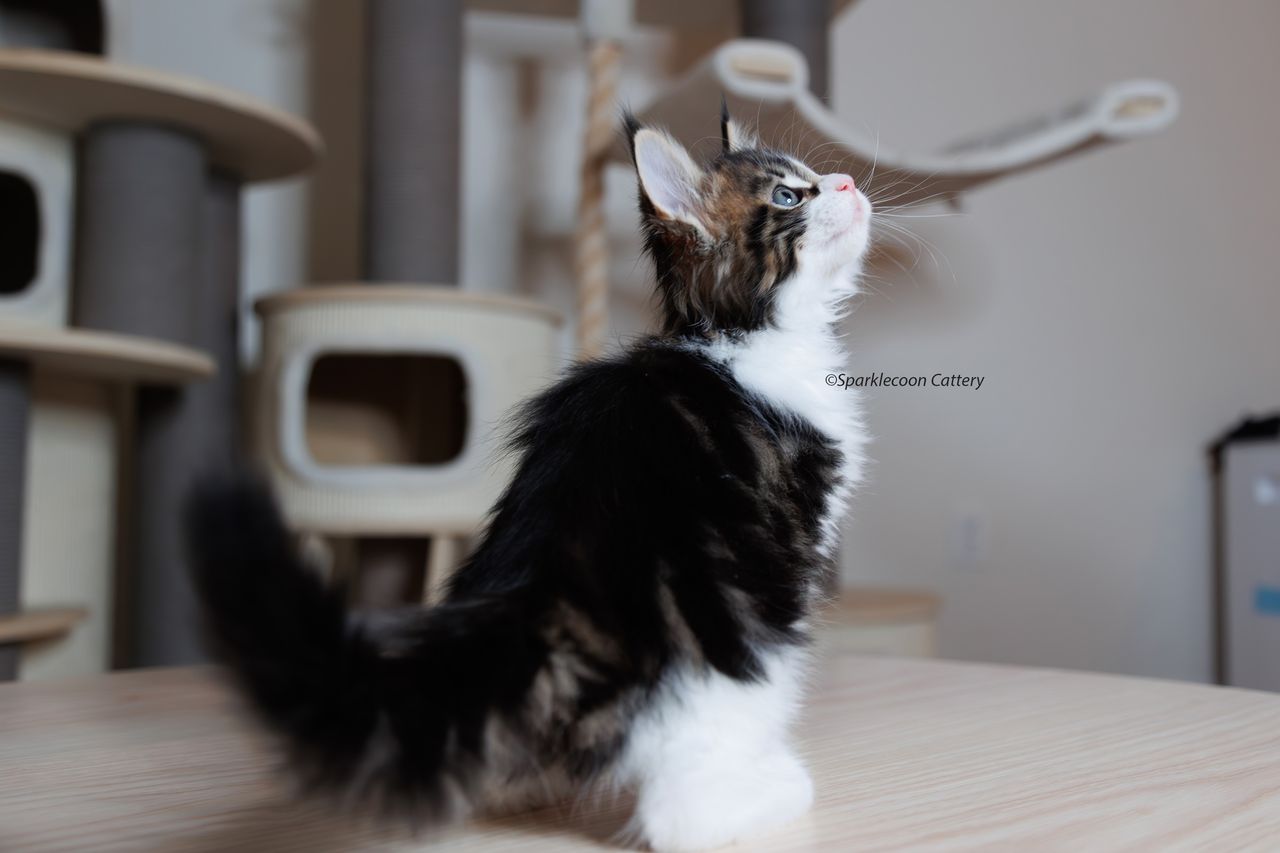 Sesame - Brown Classic Tabby with White - litter truffle 2023 10 21 seventh born 1 — Maine Coon