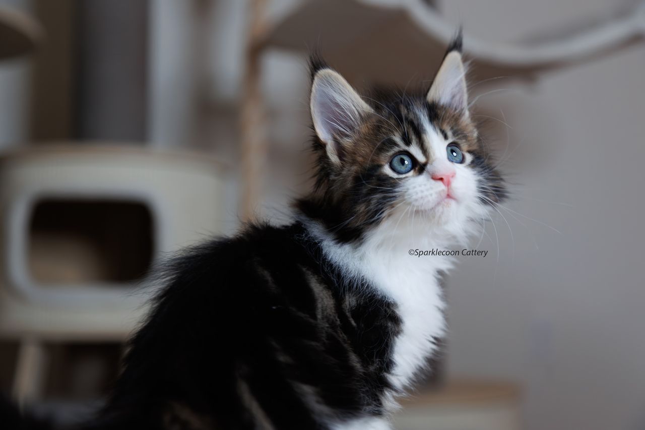 Sesame - Brown Classic Tabby with White - litter truffle 2023 10 21 seventh born 2 — Maine Coon