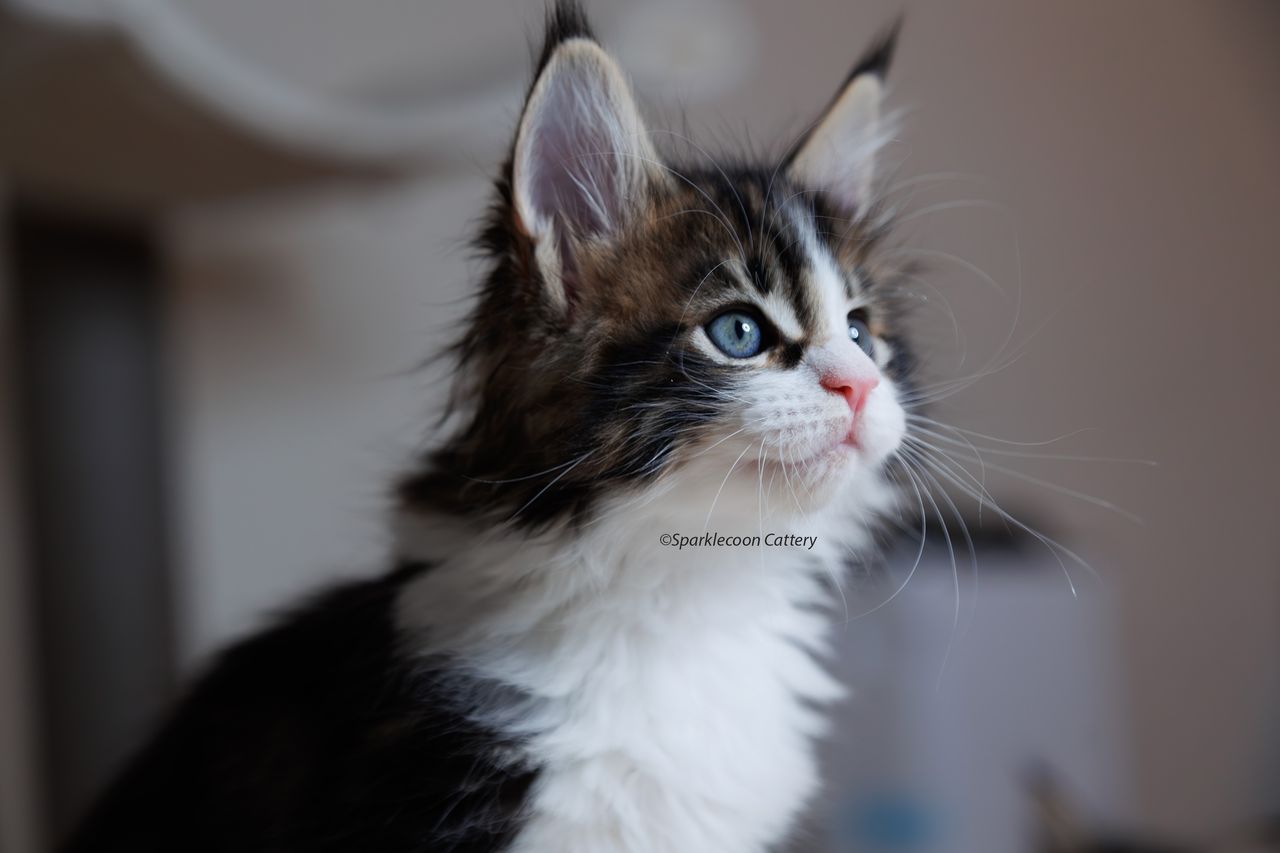 Sesame - Brown Classic Tabby with White - litter truffle 2023 10 21 seventh born 3 — Maine Coon