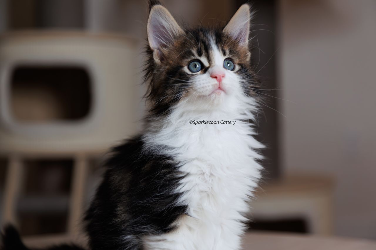 Sesame - Brown Classic Tabby with White - litter truffle 2023 10 21 seventh born 4 — Maine Coon