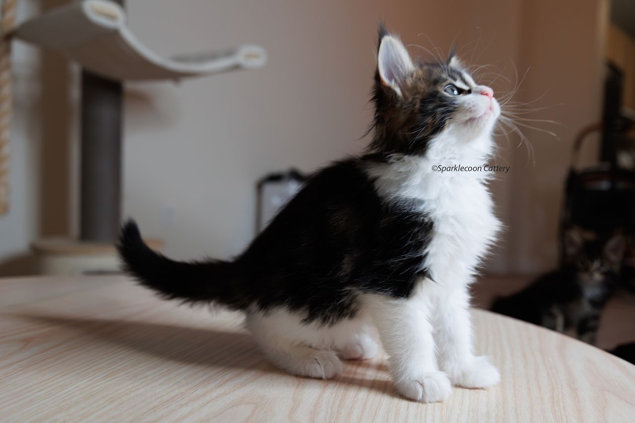Sesame - Brown Classic Tabby with White - litter truffle 2023 10 21 seventh born 5 — Maine Coon