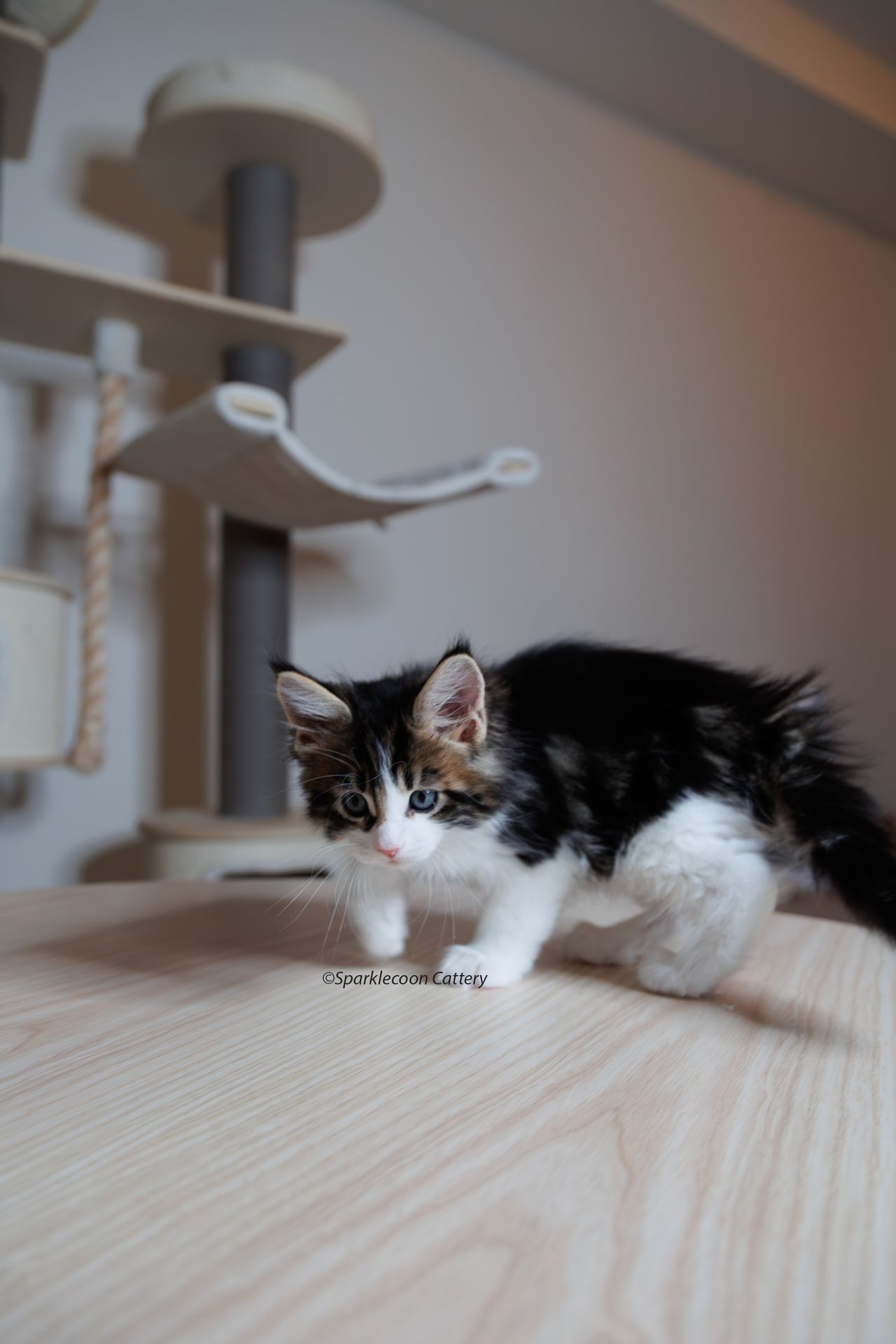 Sesame - Brown Classic Tabby with White - litter truffle 2023 10 21 seventh born 6 — Maine Coon