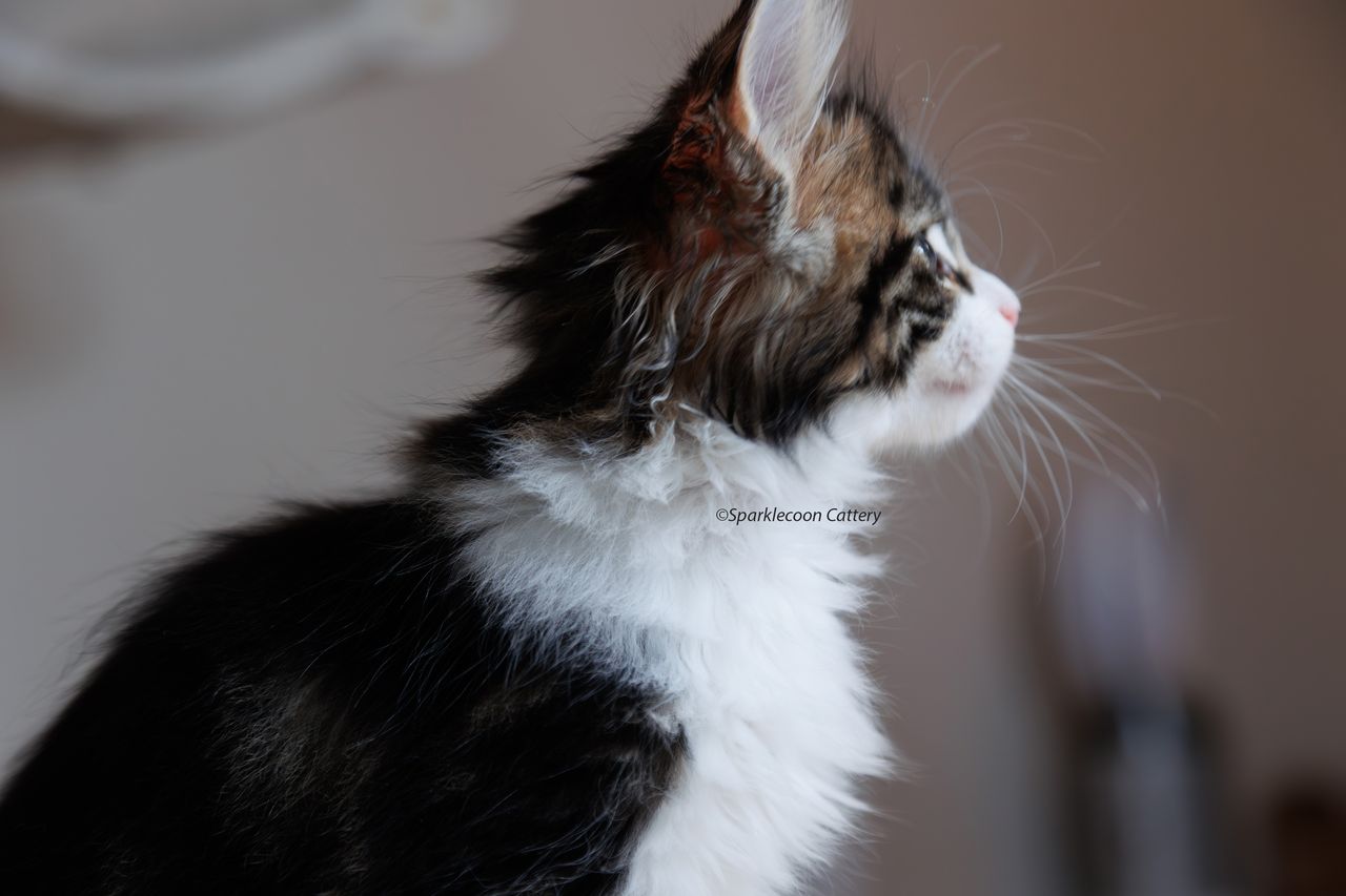 Sesame - Brown Classic Tabby with White - litter truffle 2023 10 21 seventh born 7 — Maine Coon