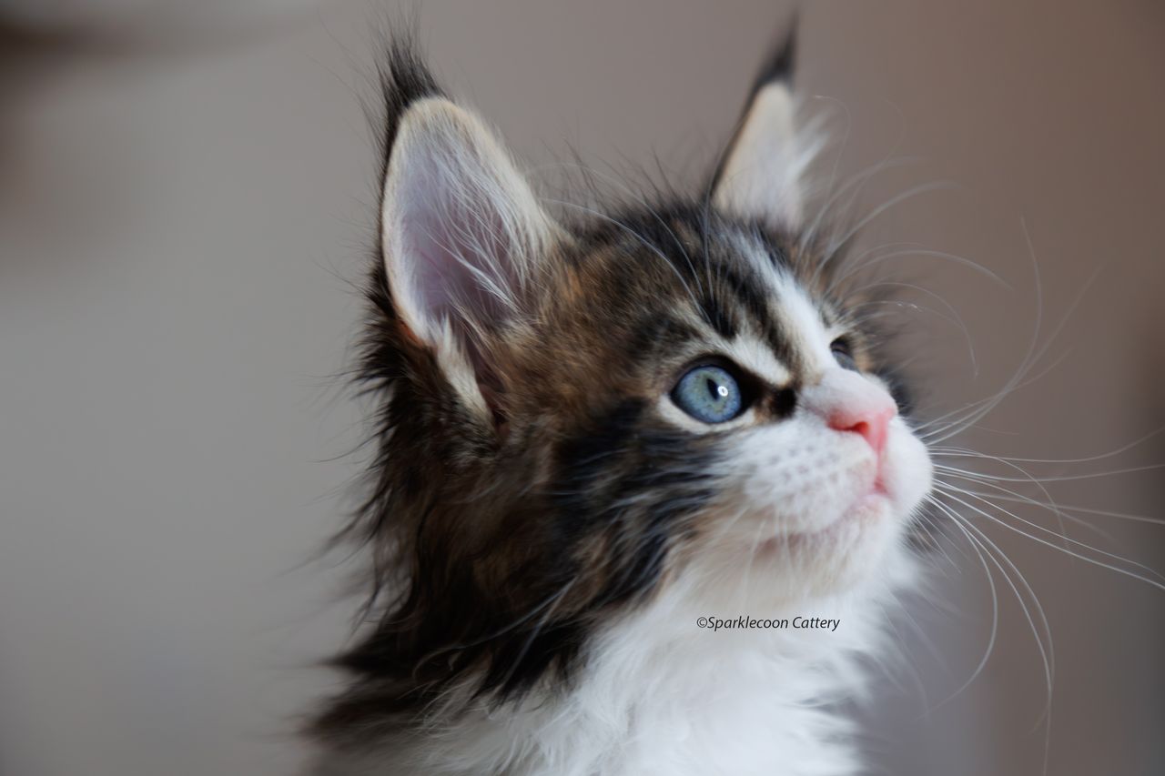 Sesame - Brown Classic Tabby with White - litter truffle 2023 10 21 seventh born 8 — Maine Coon