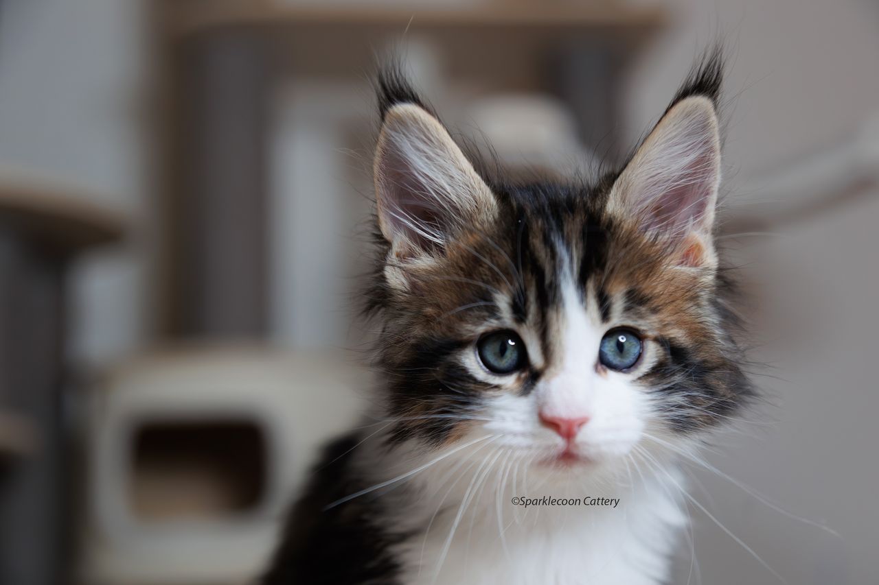 Sesame - Brown Classic Tabby with White - litter truffle 2023 10 21 seventh born 9 — Maine Coon